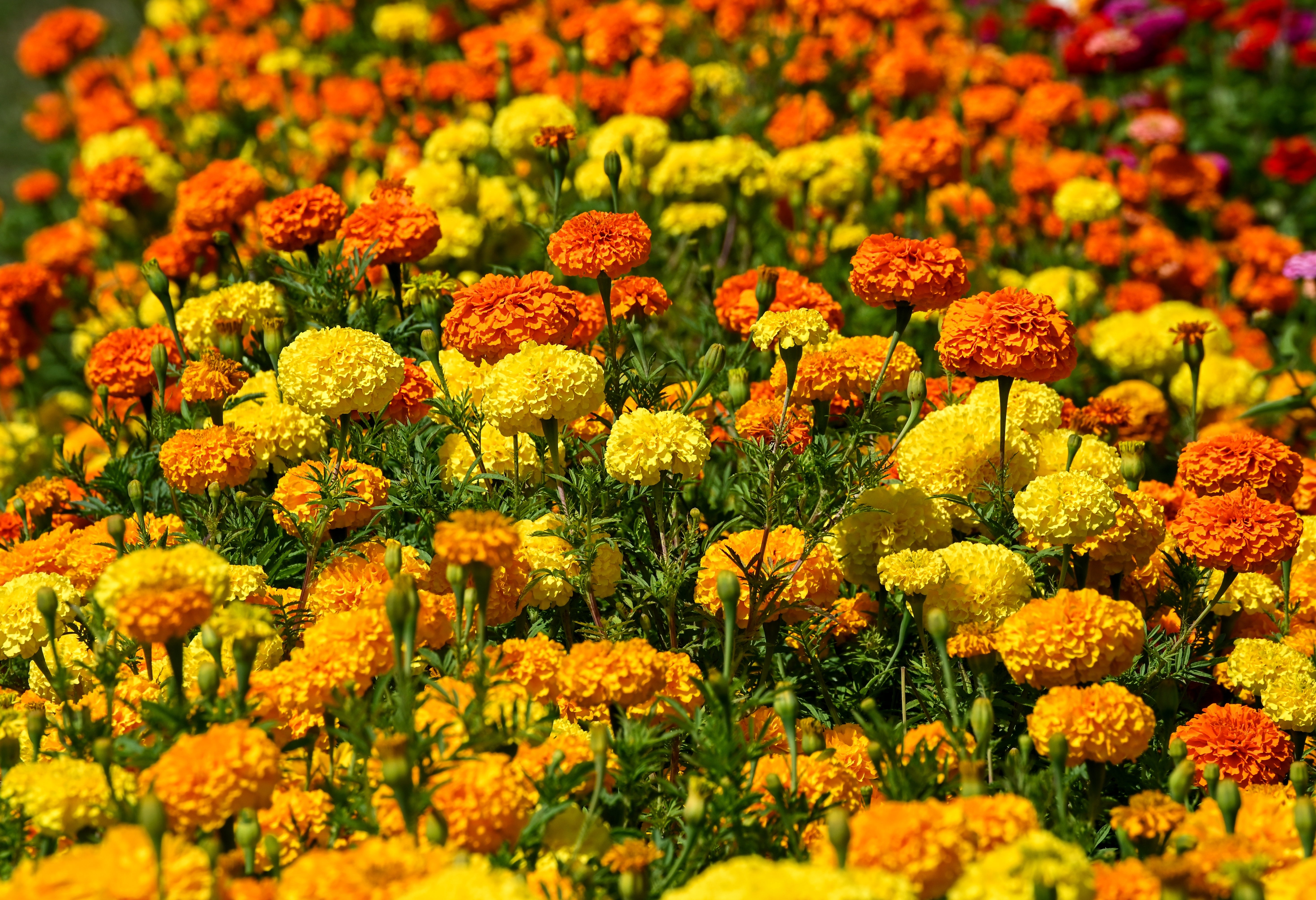 Seedville African Marigold Crackerjack
