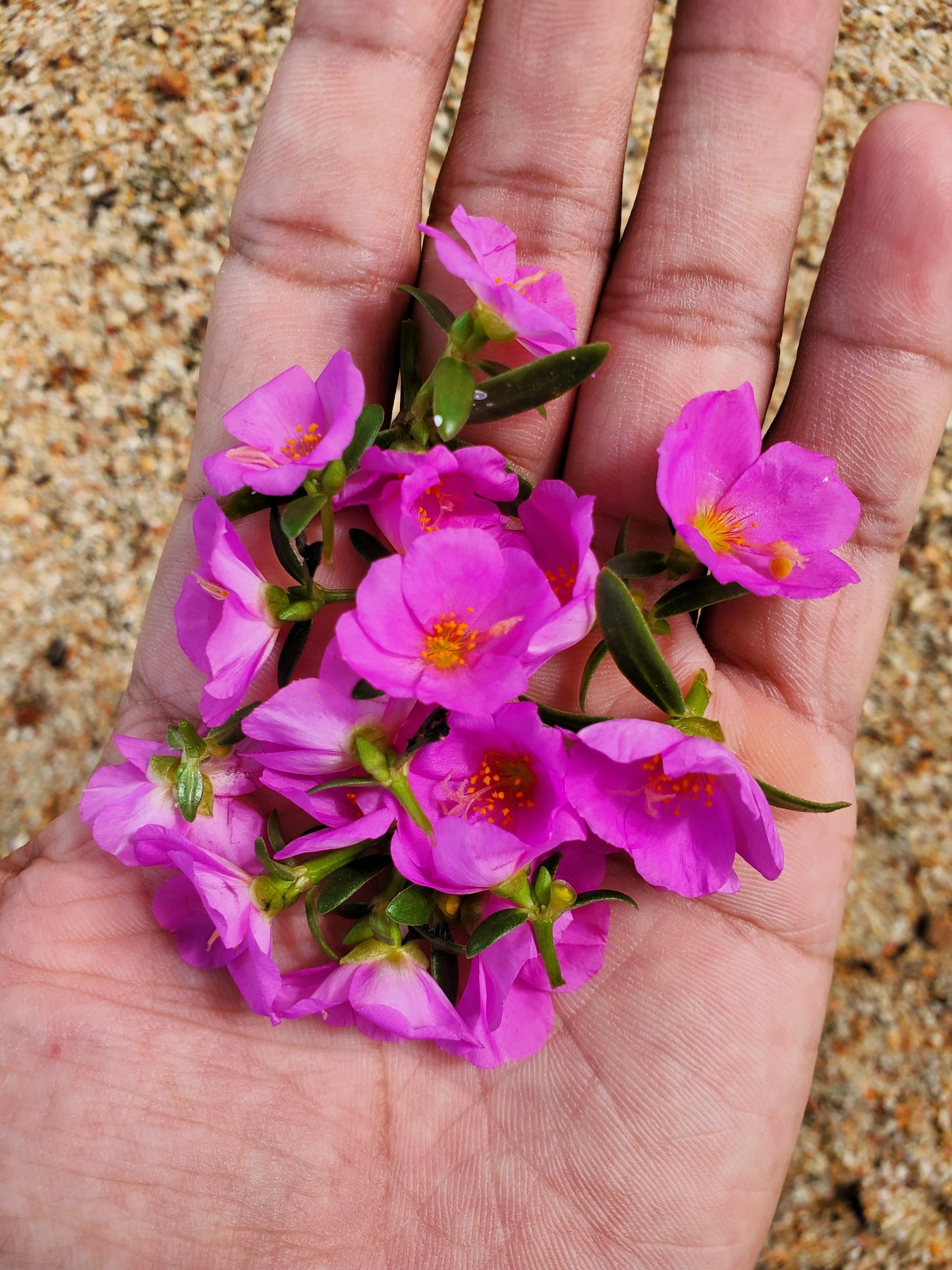 50 RED ROCK PURSLANE ' Ruby Tuesday ' Calandrinia Umbellata Magenta Flower Herb Seeds