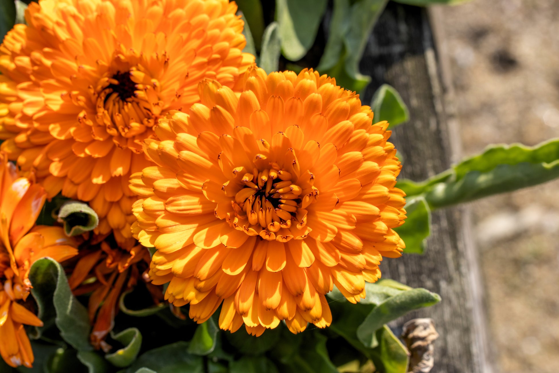 marigold calendula seeds 500 PACIFIC Beauty ORANGE MARIGOLD Calendula Officinalis Flower Seeds