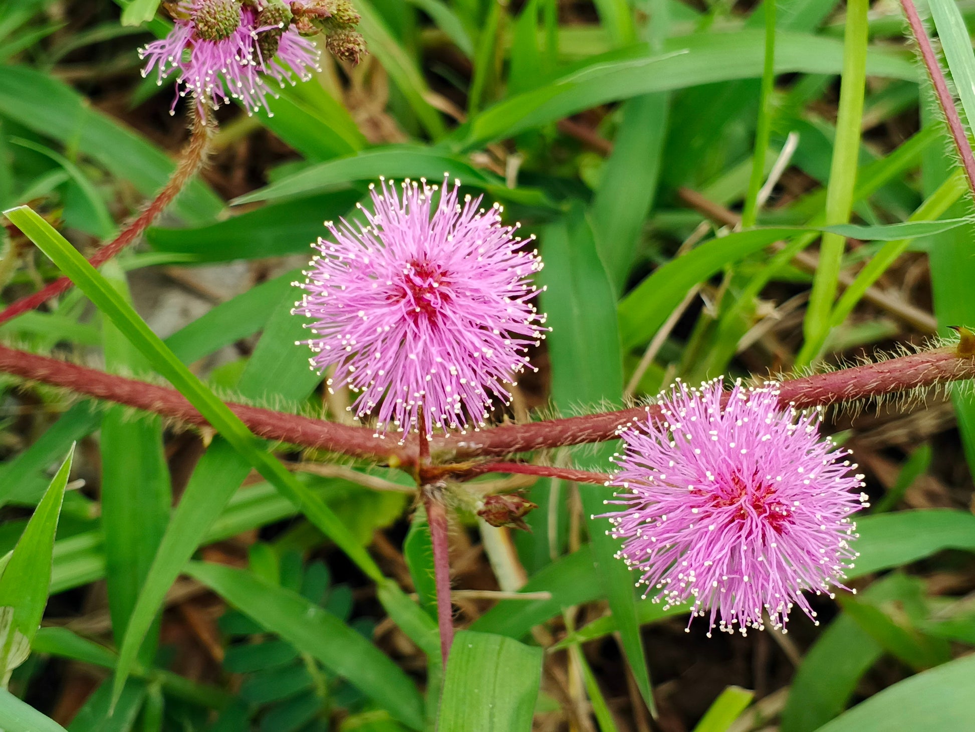 shy plant seeds 100 MIMOSA Pudica / SENSITIVE PLANT / Touch Me Not Flower Seeds – Seedville USA