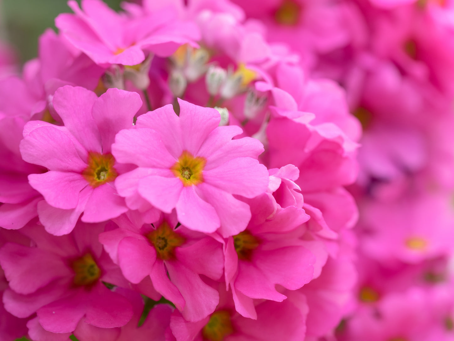 30 DRUMSTICK PRIMROSE MIX Primula Denticulata Mixed Colors Himalayan Moist Flower Seeds