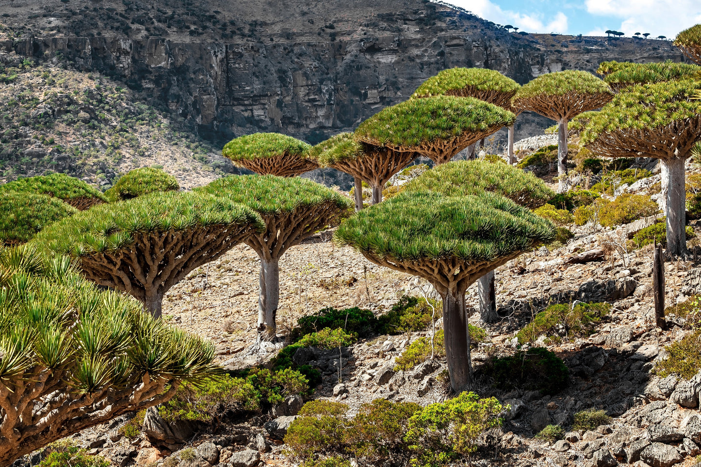 10 DRAGON TREE Dracaena Draco Canary Island Drago Blood Asparagus Yucca Evergreen Succulent Houseplant Orange Berry White Flower Seeds