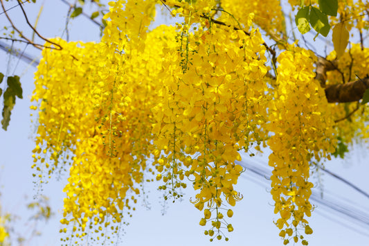 15 GOLDEN SHOWER TREE Gold Rush Yellow Cassia Fistula Flower Seeds