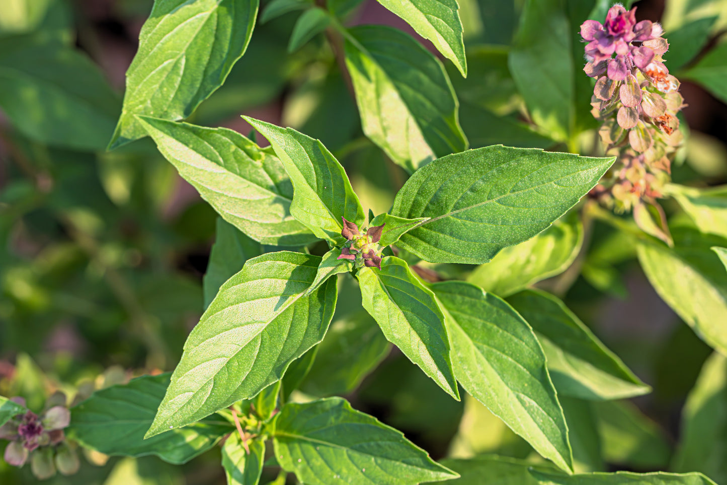 500 ANISE PERSIAN BASIL Ocimum Basilicum Herb Flower Seeds