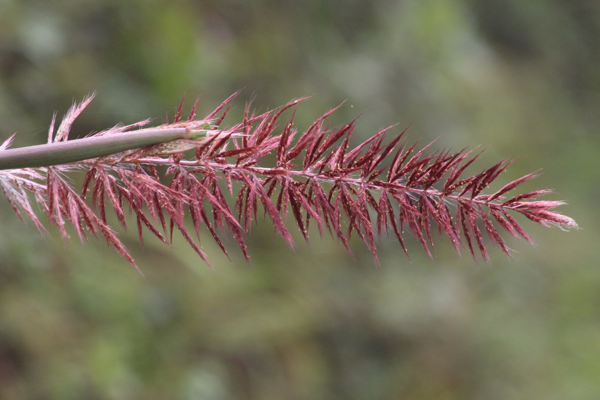 bottlebrush plant seeds 25 BOTTLEBRUSH GRASS Ornamental Shade Elymus Hystrix Patula Seeds – Seedville USA