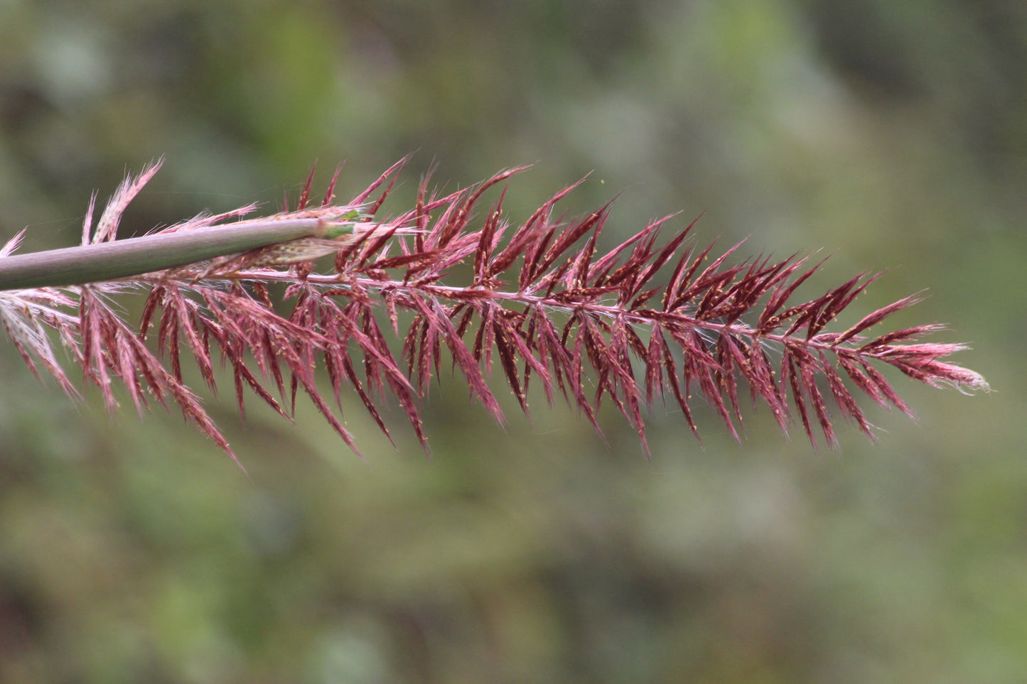 25 BOTTLEBRUSH GRASS Ornamental Shade Elymus Hystrix Patula Seeds