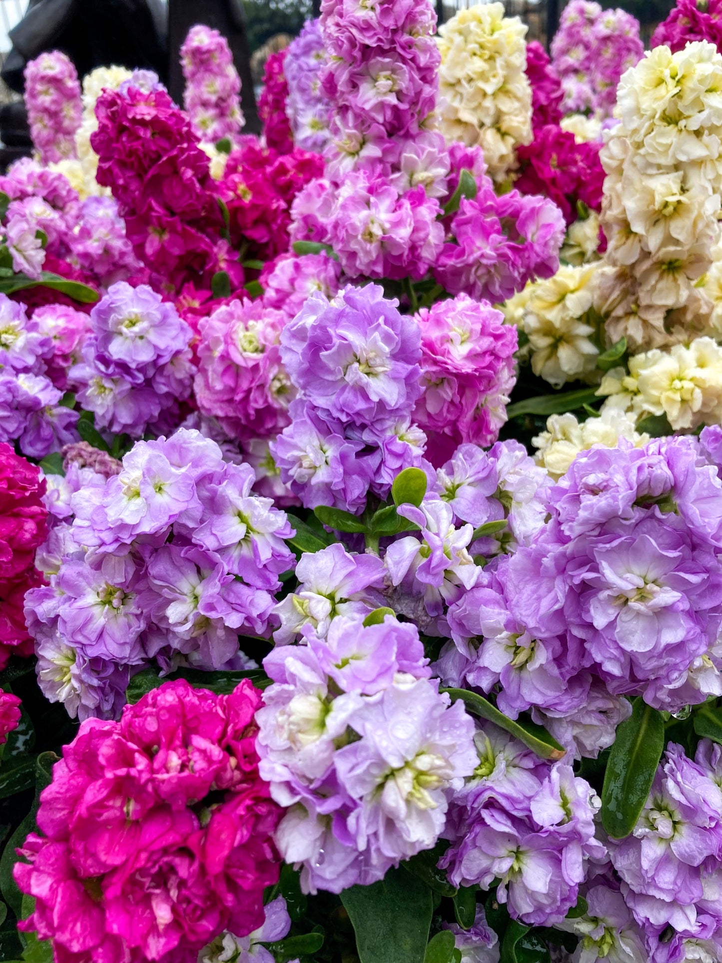 50 MIXED COLORS STOCK Matthiola Incana Ten-Week Gillyflower Blue White Pink Red Purple Seeds