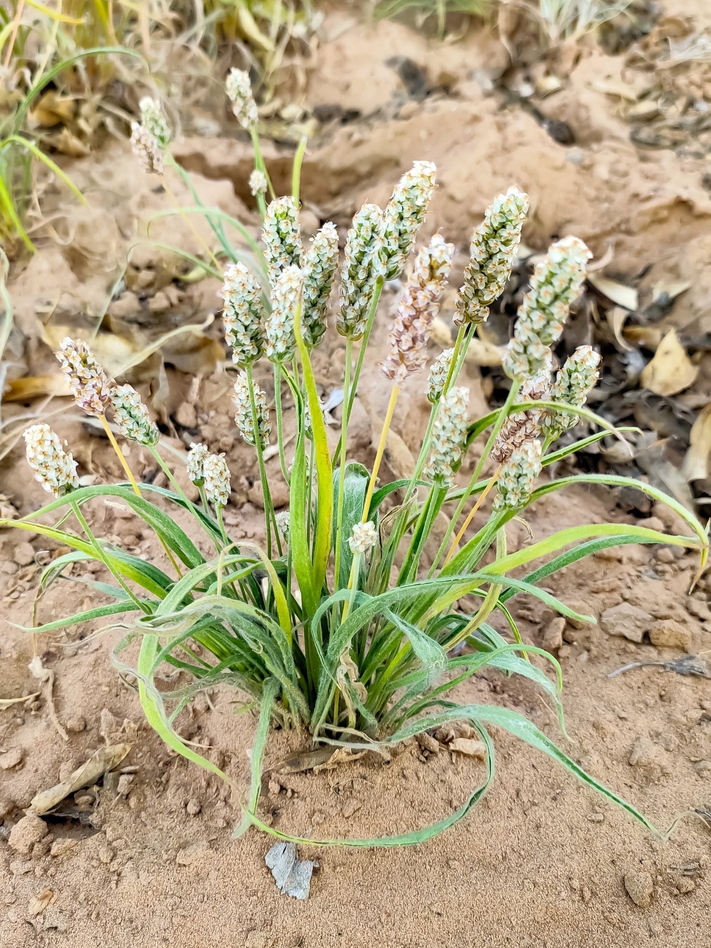 1000 Organic PSYLLIUM Plantago Ovata Plantain Herb Flower Seeds