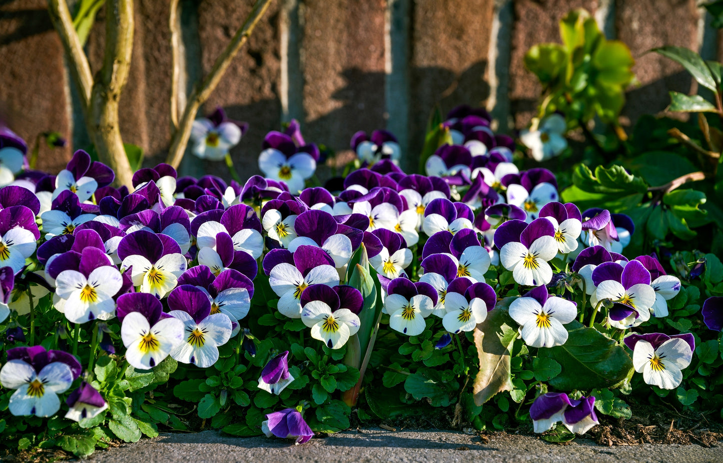 100 JOHNNY JUMP UP Violet Viola Tricolor Flower Seeds