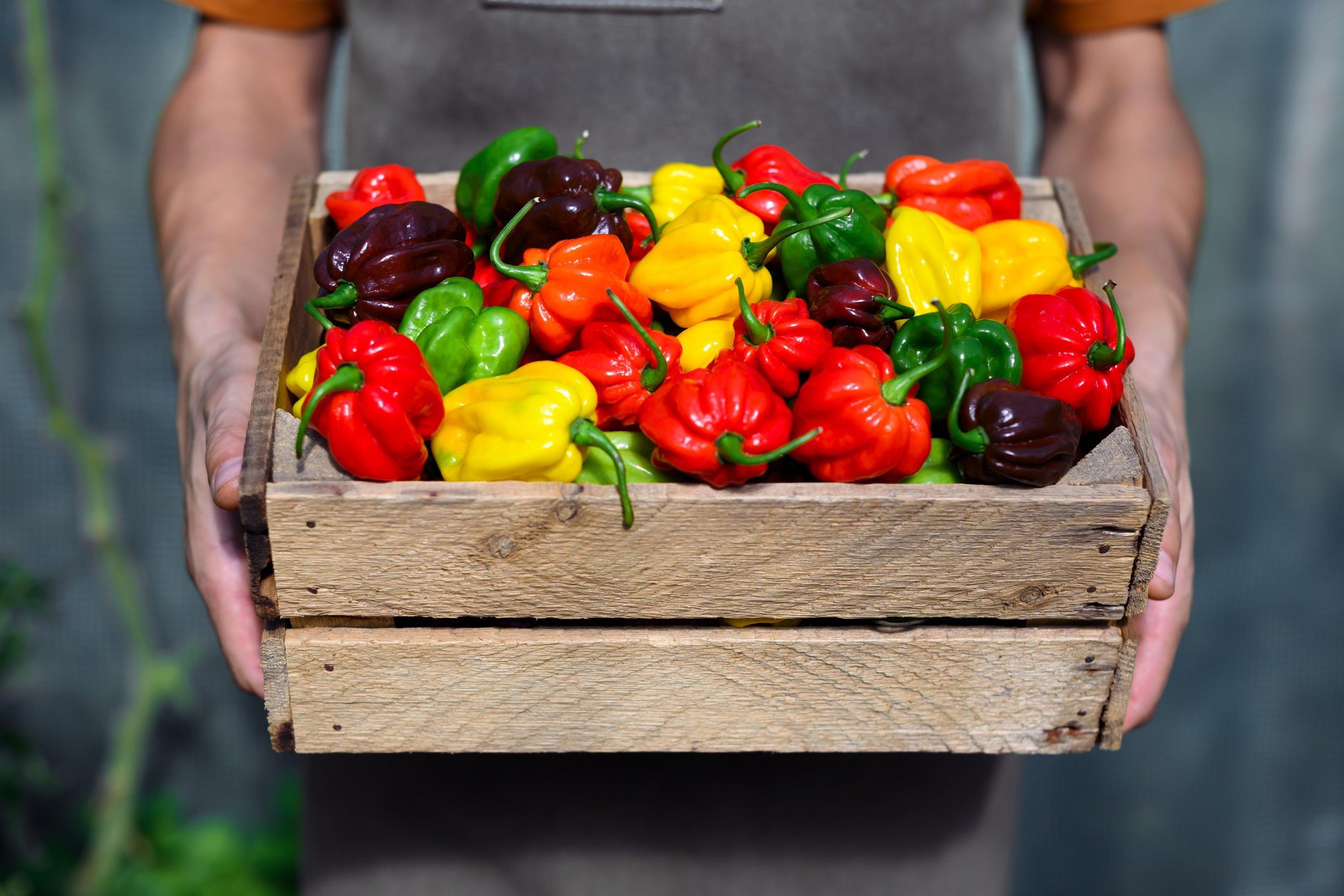 Seedville Habanero Pepper Seeds - Thumbnail 3