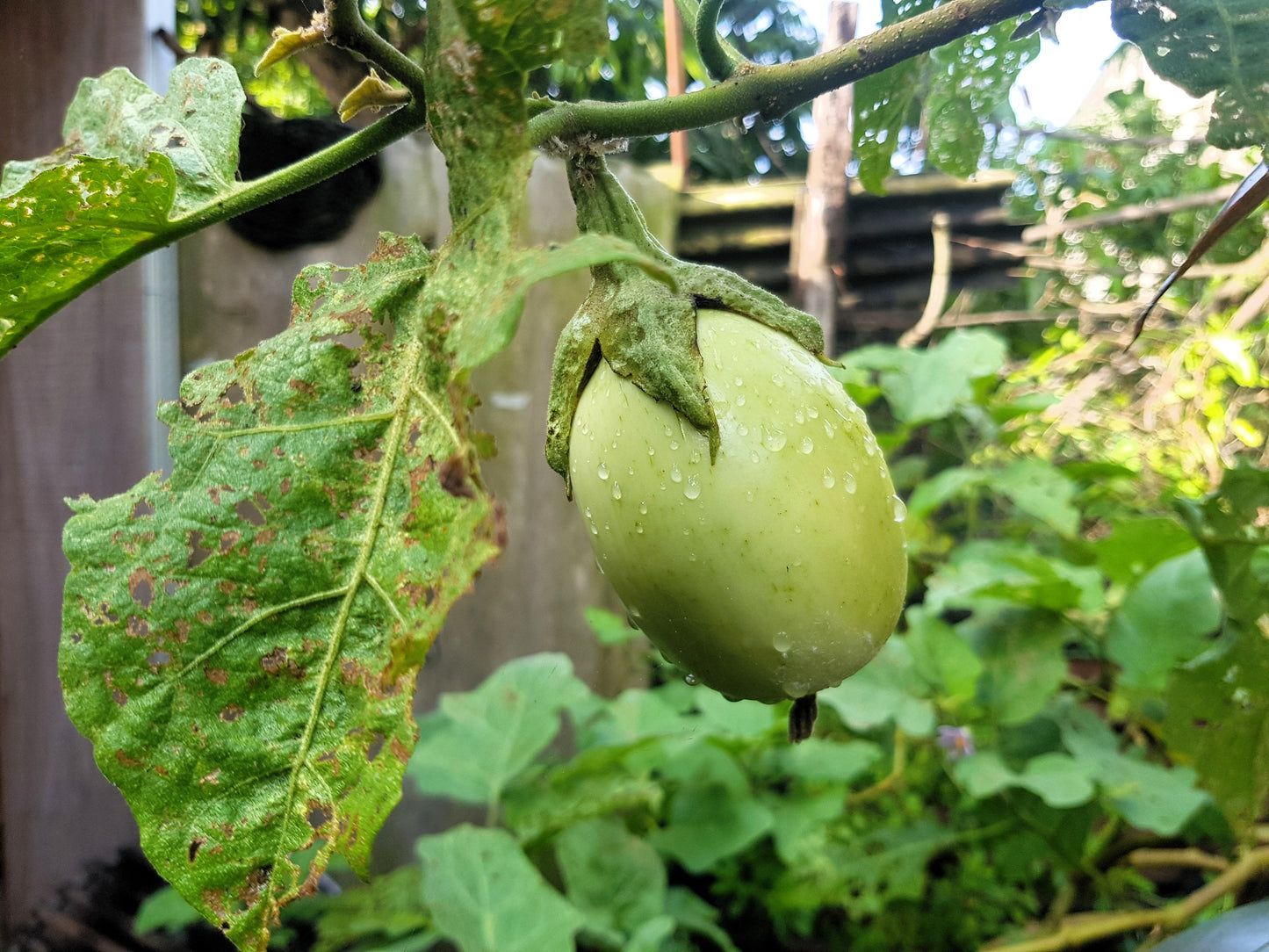 25 APPLEGREEN EGGPLANT Green Fruit / Vegetable Solanum Melongena Seeds