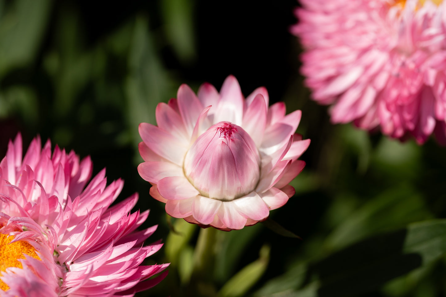 50 PINK DOUBLE STRAWFLOWER Helichrysum  Xerochrysum Bracteatum Flower Seeds