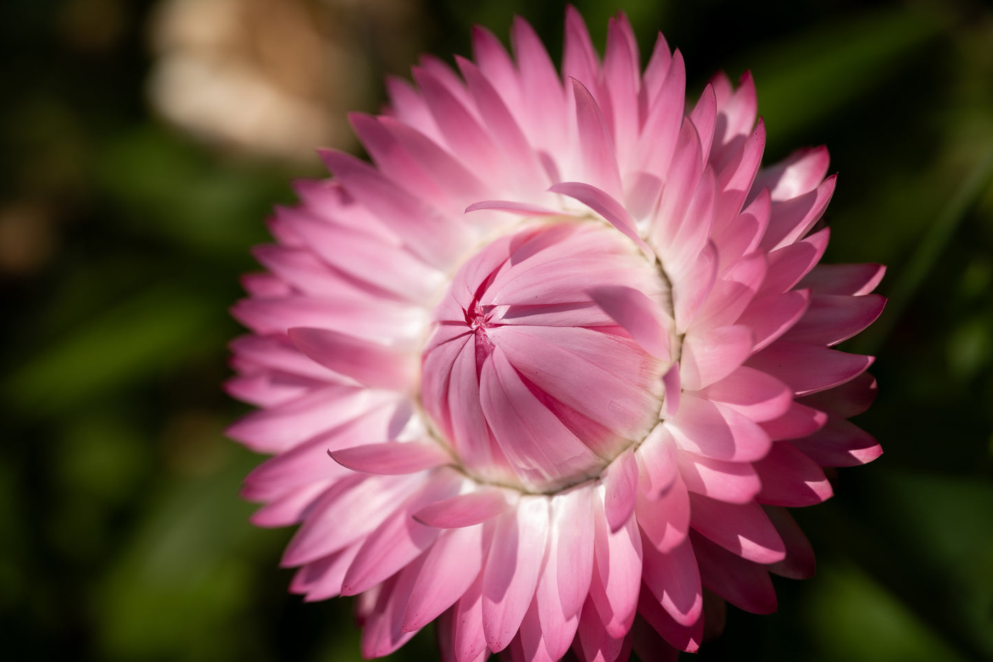 50 PINK DOUBLE STRAWFLOWER Helichrysum  Xerochrysum Bracteatum Flower Seeds