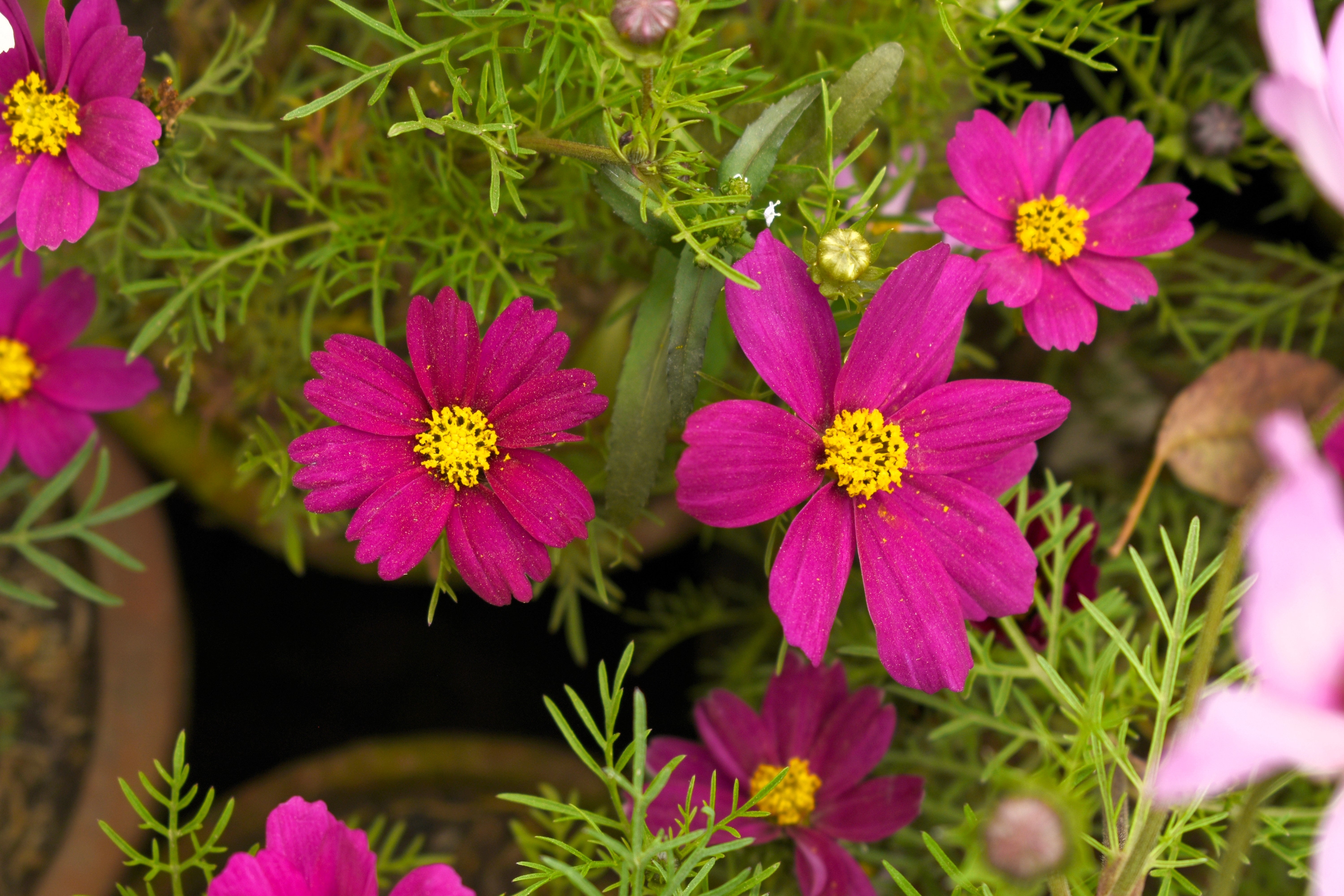 300 Wine Red TETRA VERSAILLES COSMOS Bipinnatus Hummingbird Flower