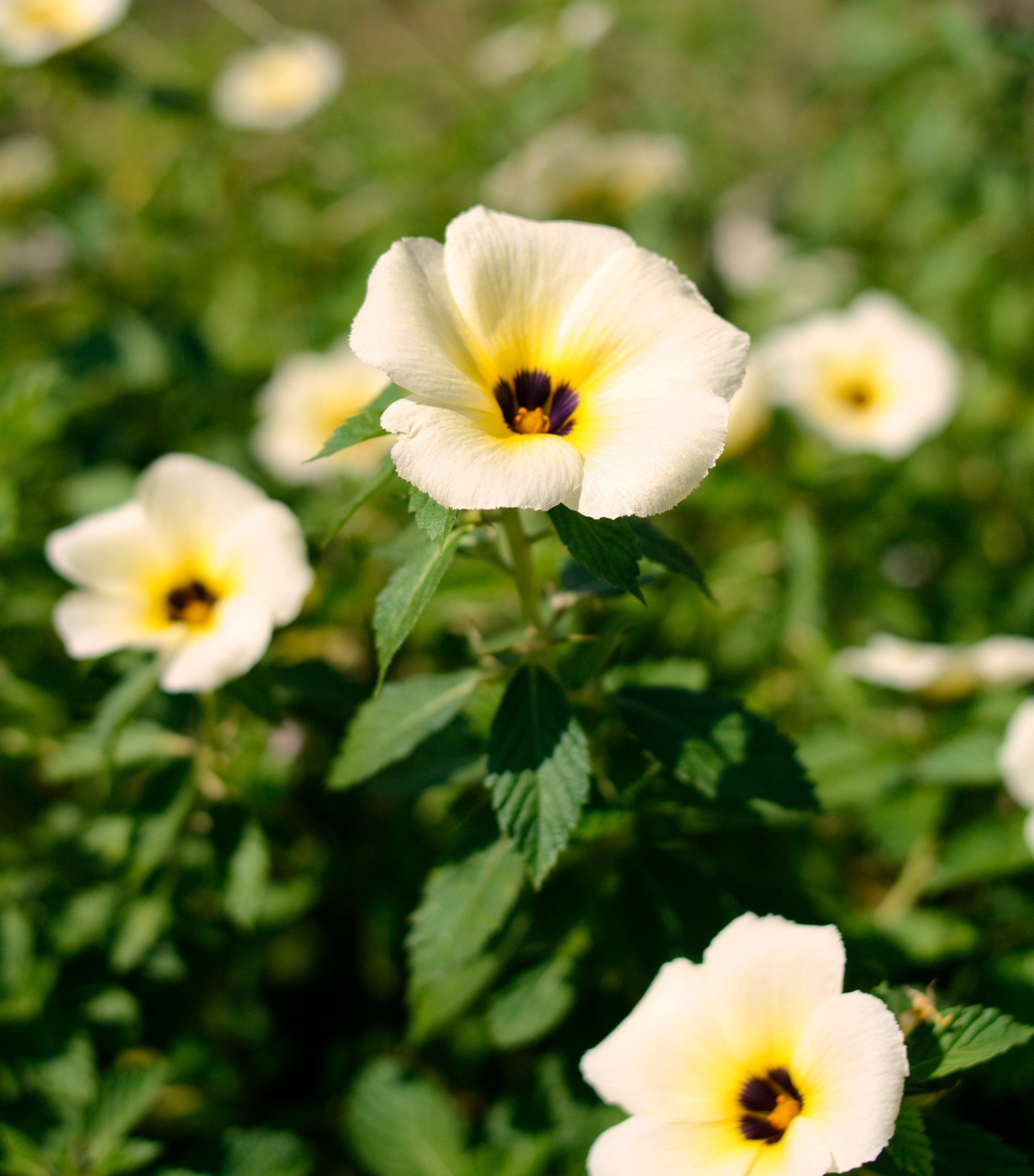 10 SIMPLY LOVE HIBISCUS (Flower of the Hour / Baldder Hibiscus