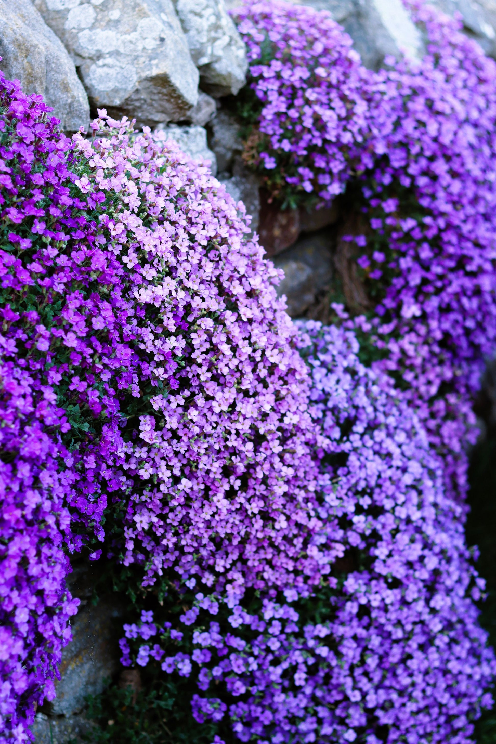 rock cress flower seeds 500 PURPLE ROCKCRESS Rock Cress Aubrieta Deltoidea Flower Seeds