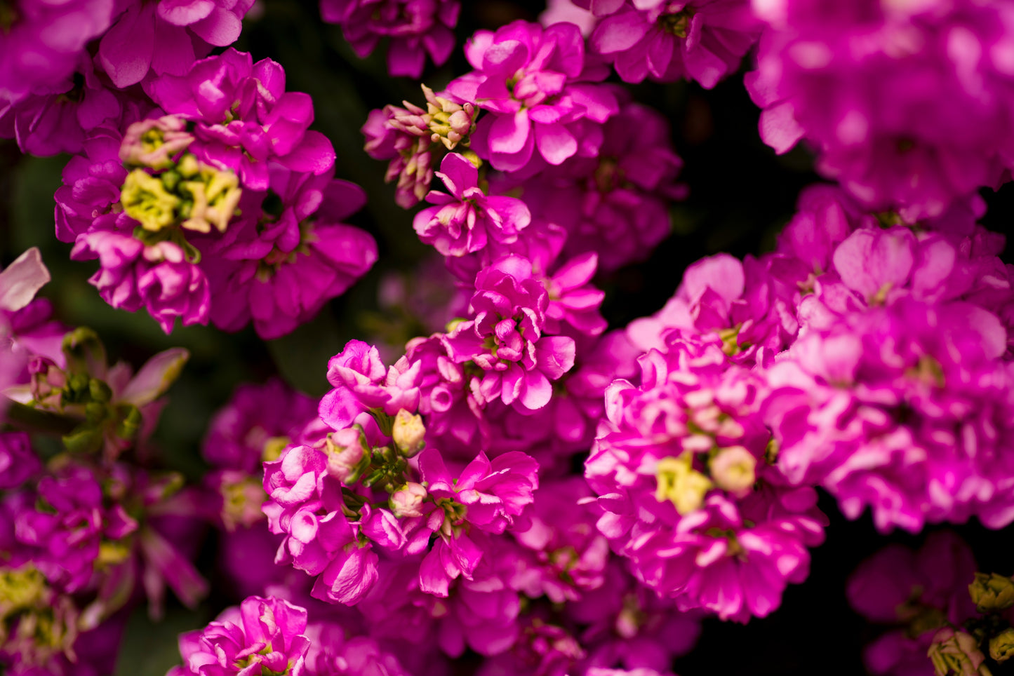 50 Rose PINK STOCK Matthiola Incana Ten-Week Gillyflower Seeds