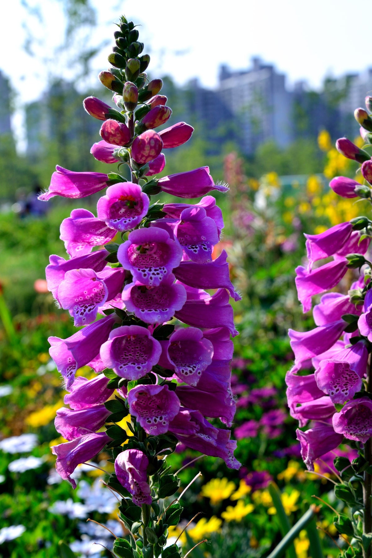1000 PURPLE FOXGLOVE Digitalis Purpurea Shade Flower Seeds
