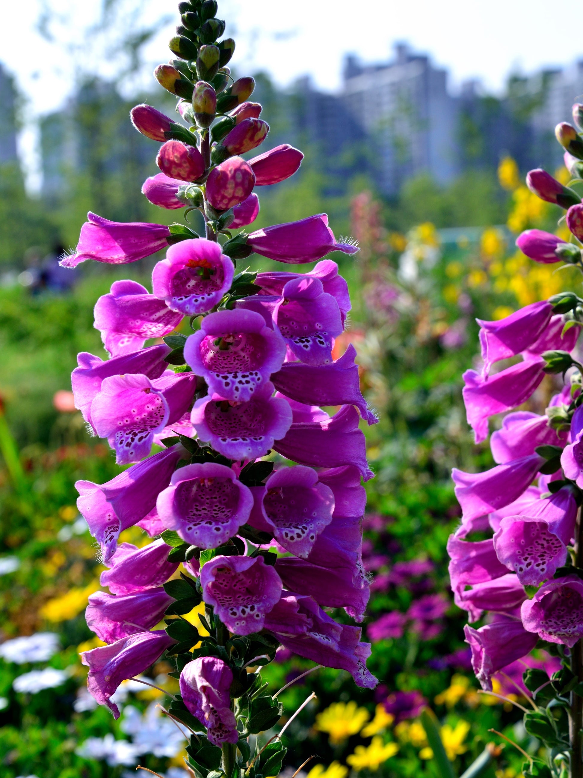1000 PURPLE FOXGLOVE Digitalis Purpurea Flower Seeds  Seedville USA