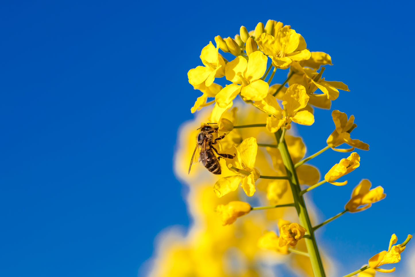 500 OLD FASHIONED MUSTARD Ragged Edge Brassica Juncea Vegetable Seeds