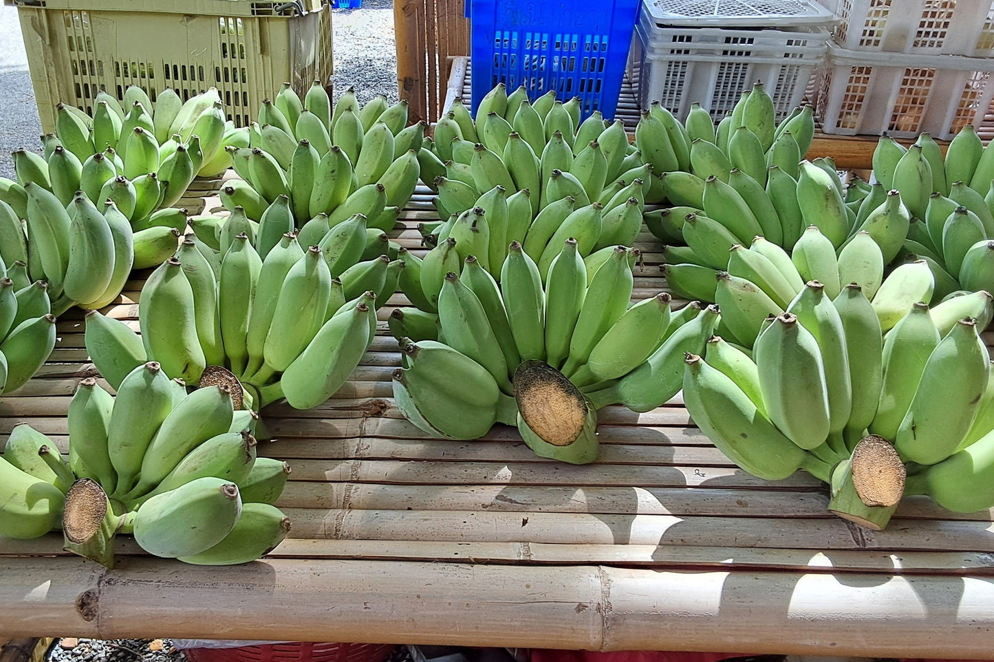5 RED TIGER BANANA Hardy Musa Sikkimensis Bengal Flowering Darjeeling Sikkim Fruit Tree Seeds