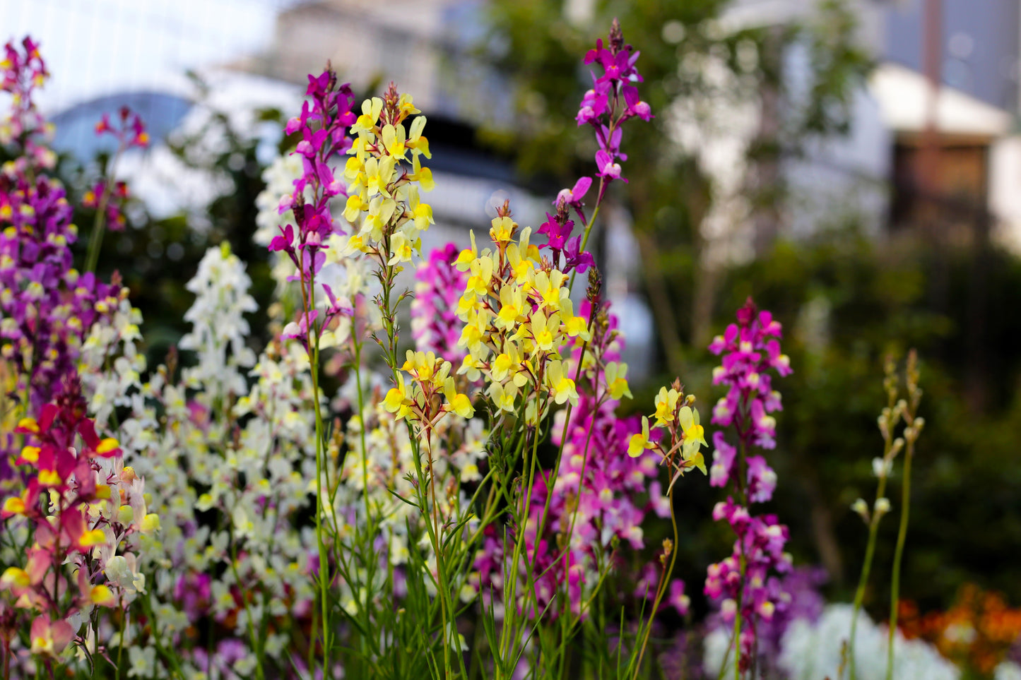2000 Mixed MOROCCAN TOADFLAX / SNAPDRAGON Linaria Maroccana Flower Seeds