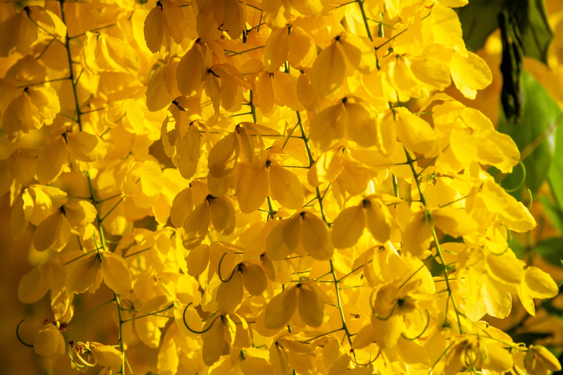 cassia seed plant 15 GOLDEN SHOWER TREE Gold Rush Yellow Cassia Fistula Flower Seeds – Seedville USA