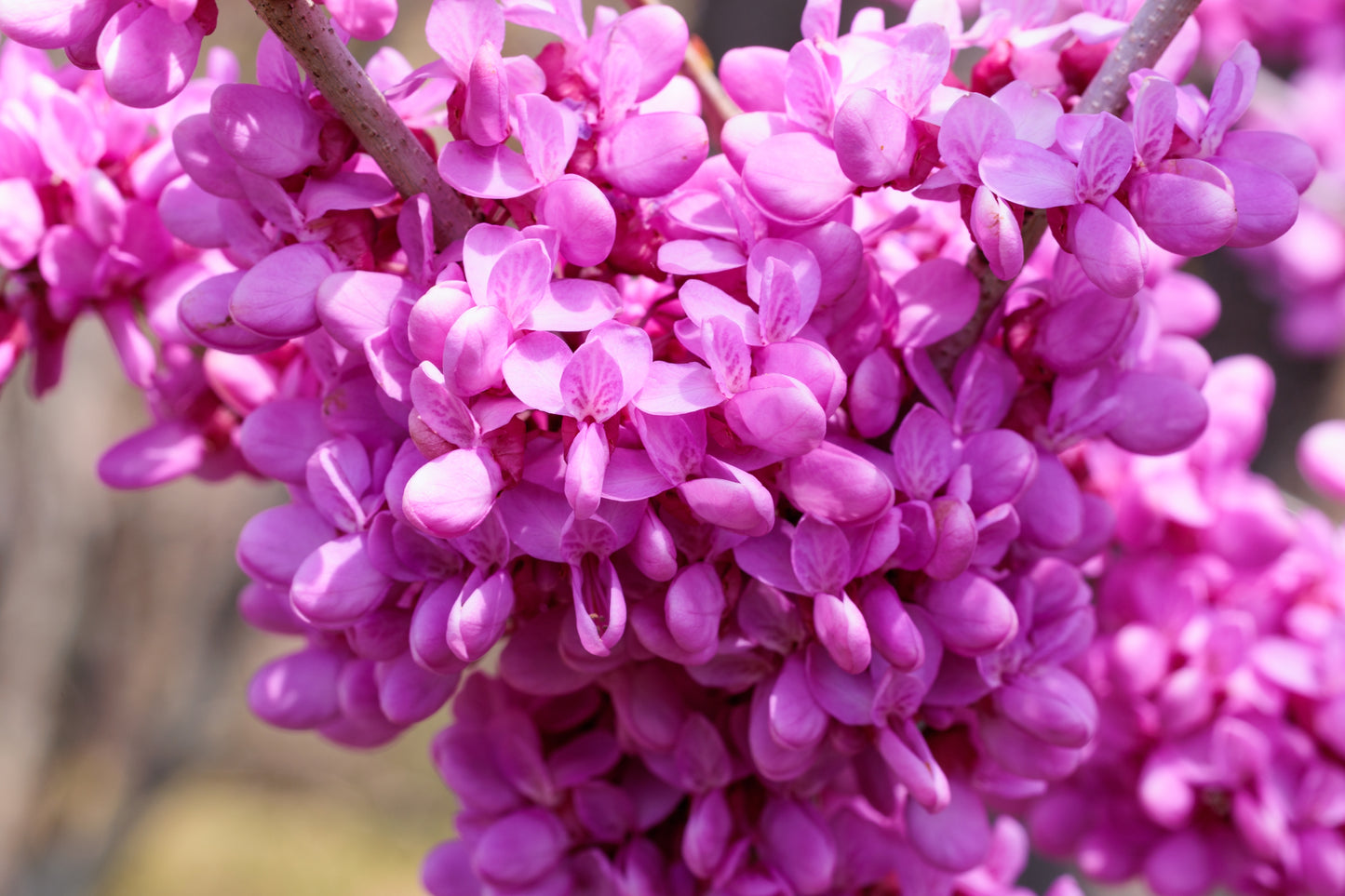 20 Eastern REDBUD TREE Cercis Canadensis Pink Flowering Native Tree Seeds