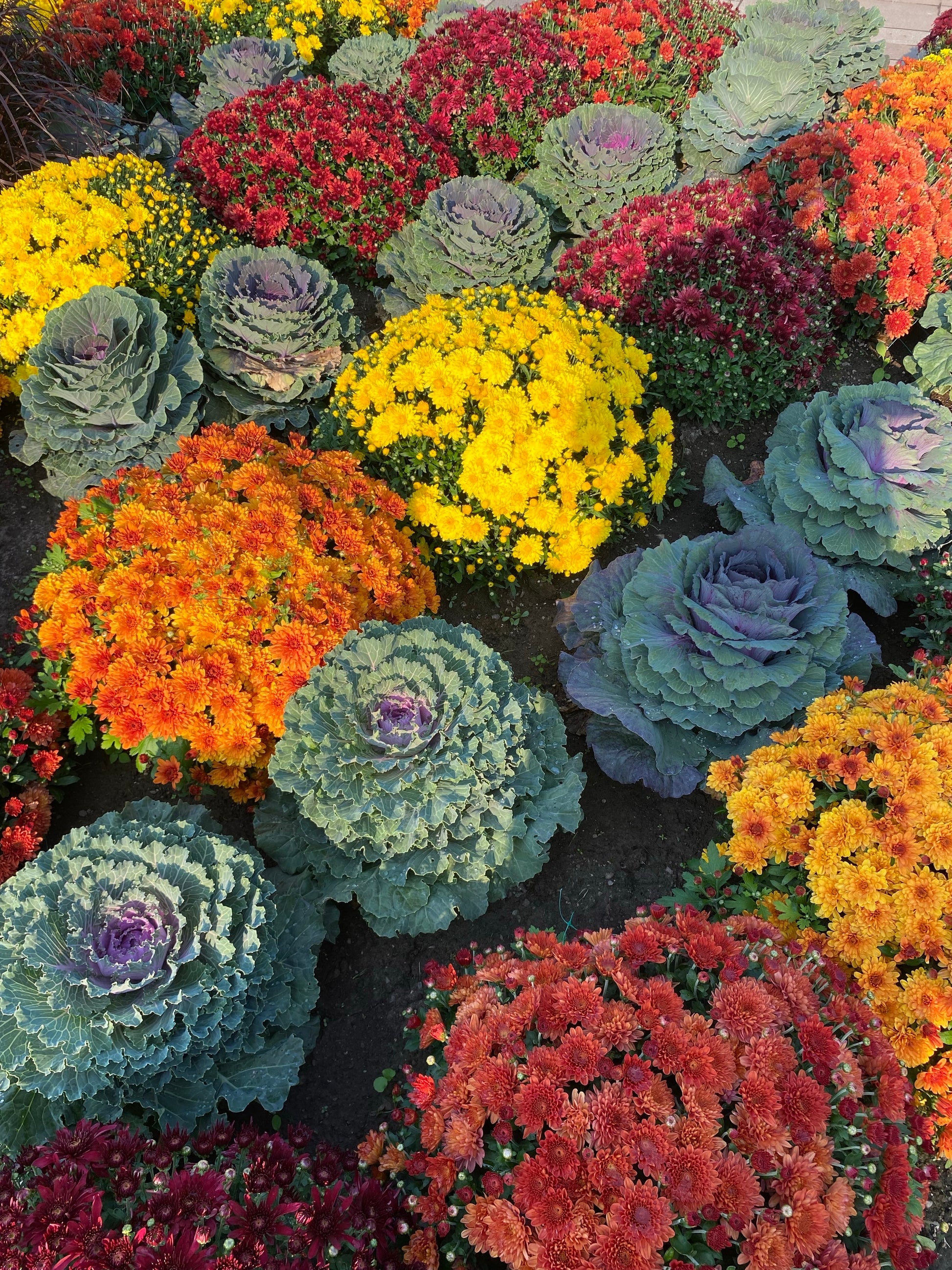 brassica flower seeds 50 MIXED ORNAMENTAL CABBAGE Flowering Cabbage Brassica Oleracea Seeds