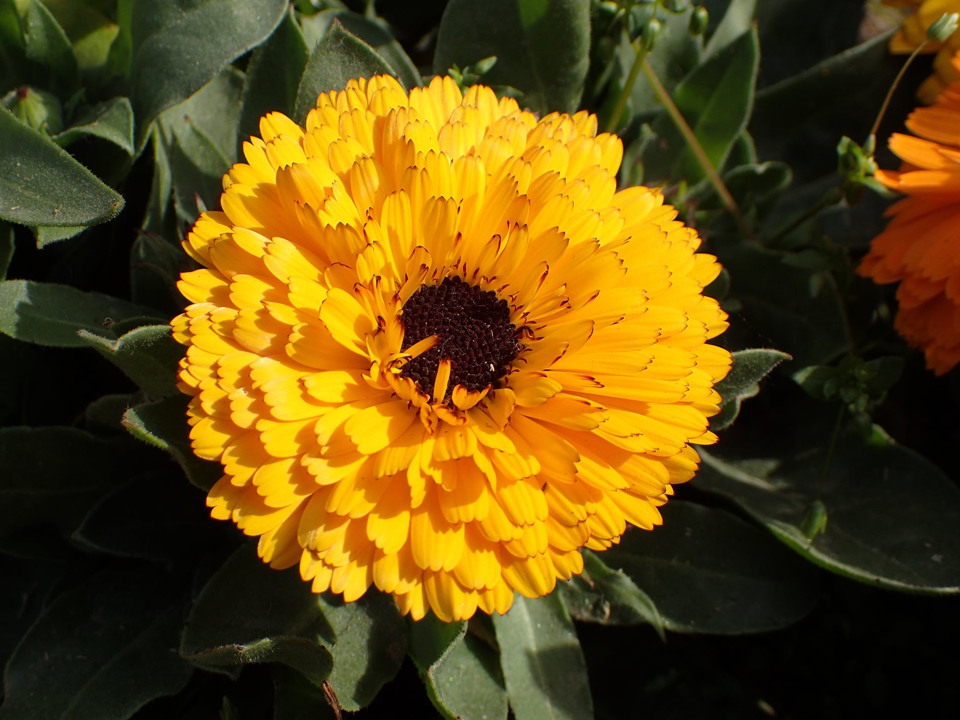 marigold yellow flower seeds 500 PACIFIC Beauty YELLOW MARIGOLD Calendula Officinalis Flower Seeds