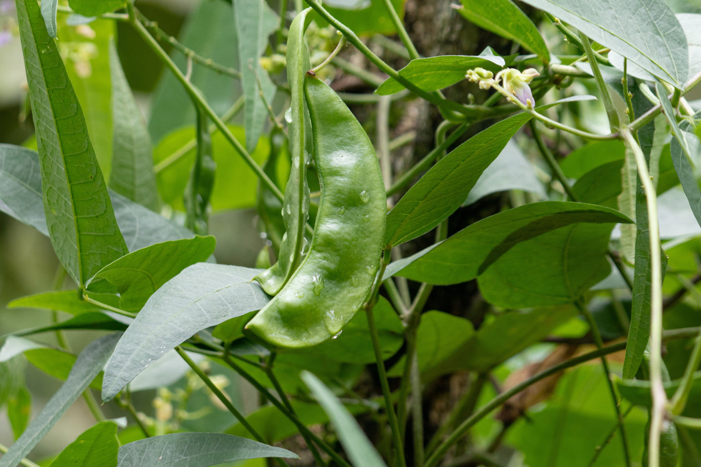 50 White DIXIE LIMA BEAN Butterpea Phaseolus Vulgaris Vegetable Seeds