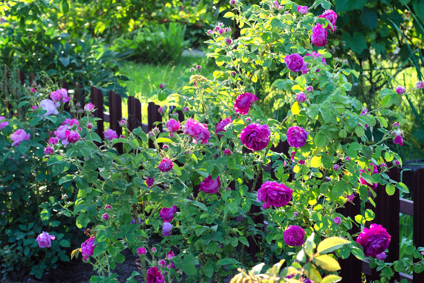 5 PURPLE ROSE Rosa Floribunda Bush Shrub Perennial Flower Seeds