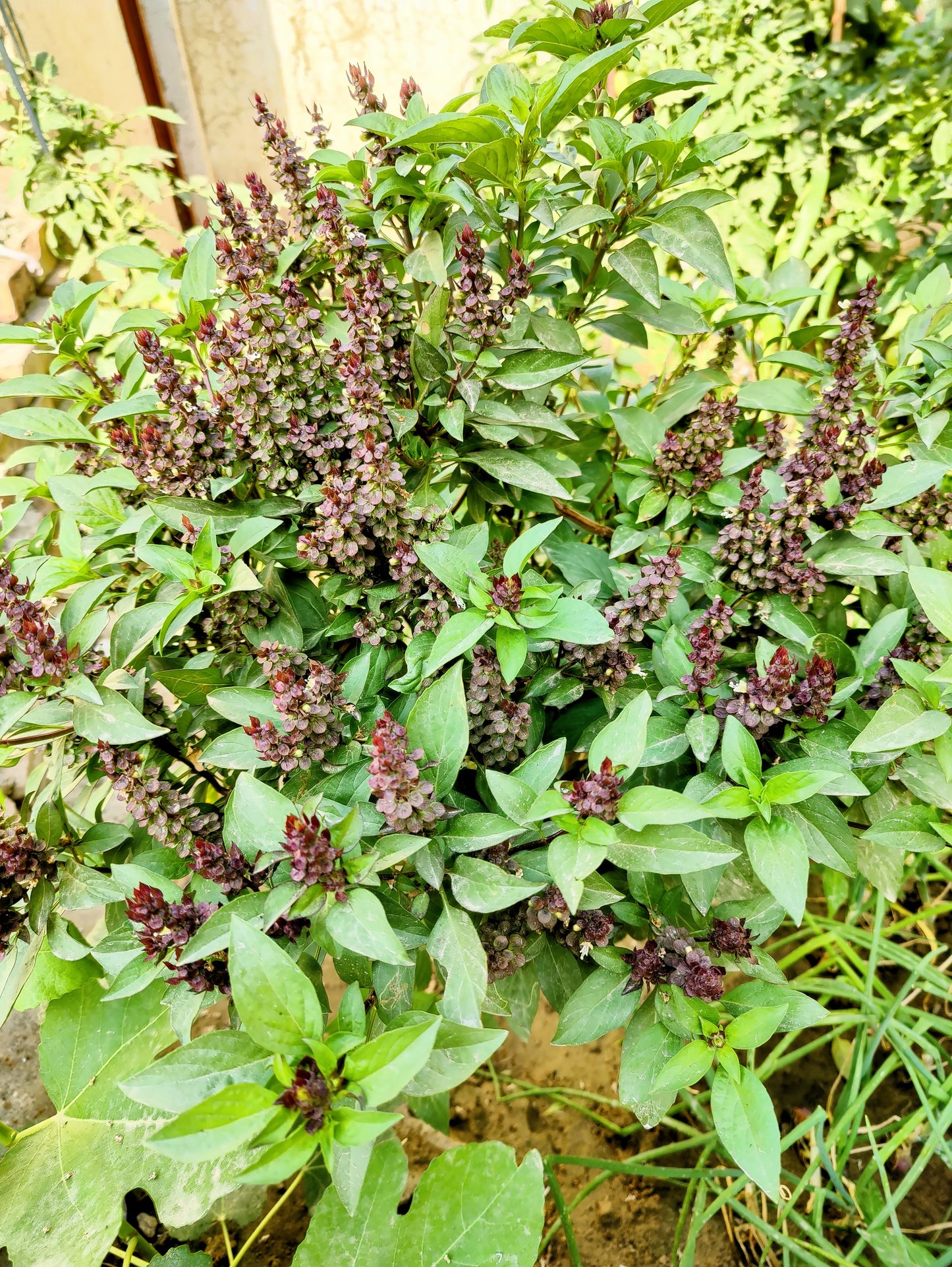 1000 LICORICE BASIL Ocimum Basilicum HERB Flower Seeds