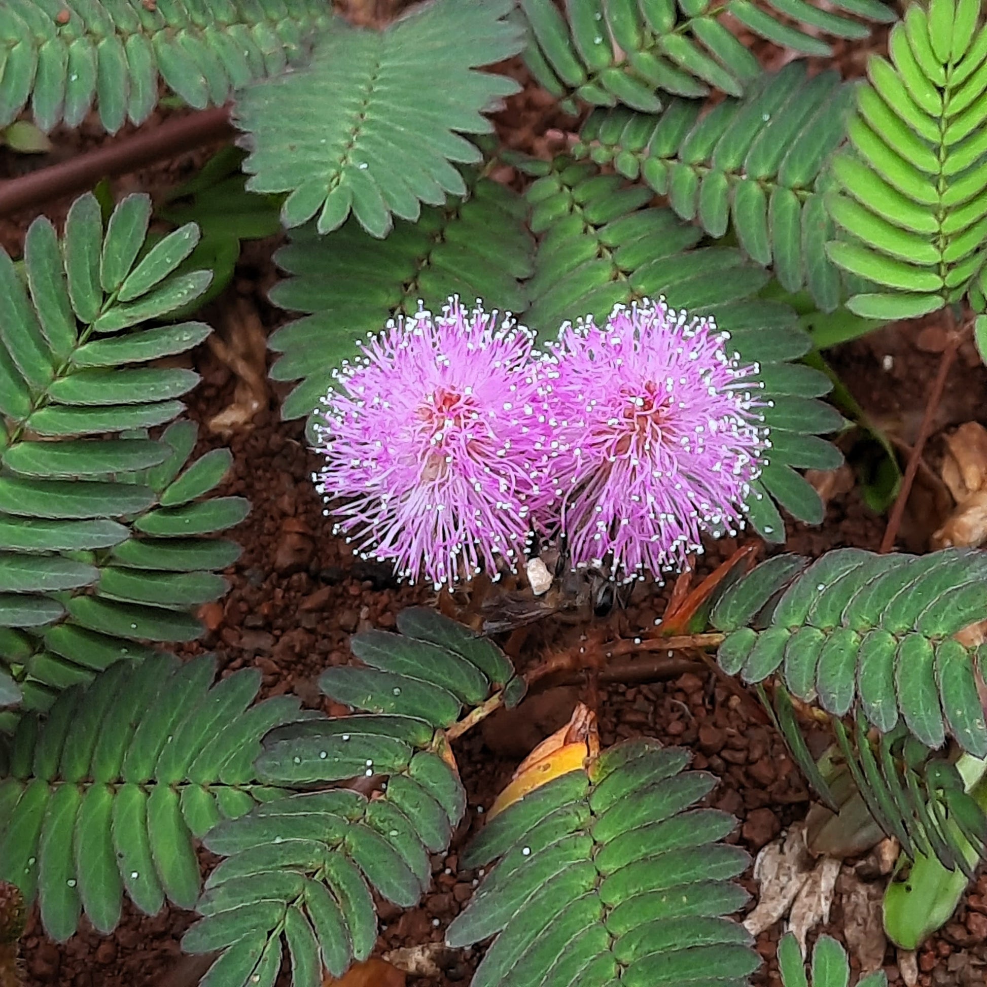 touch me not plant indoor 100 MIMOSA Pudica / SENSITIVE PLANT / Touch Me Not Flower Seeds