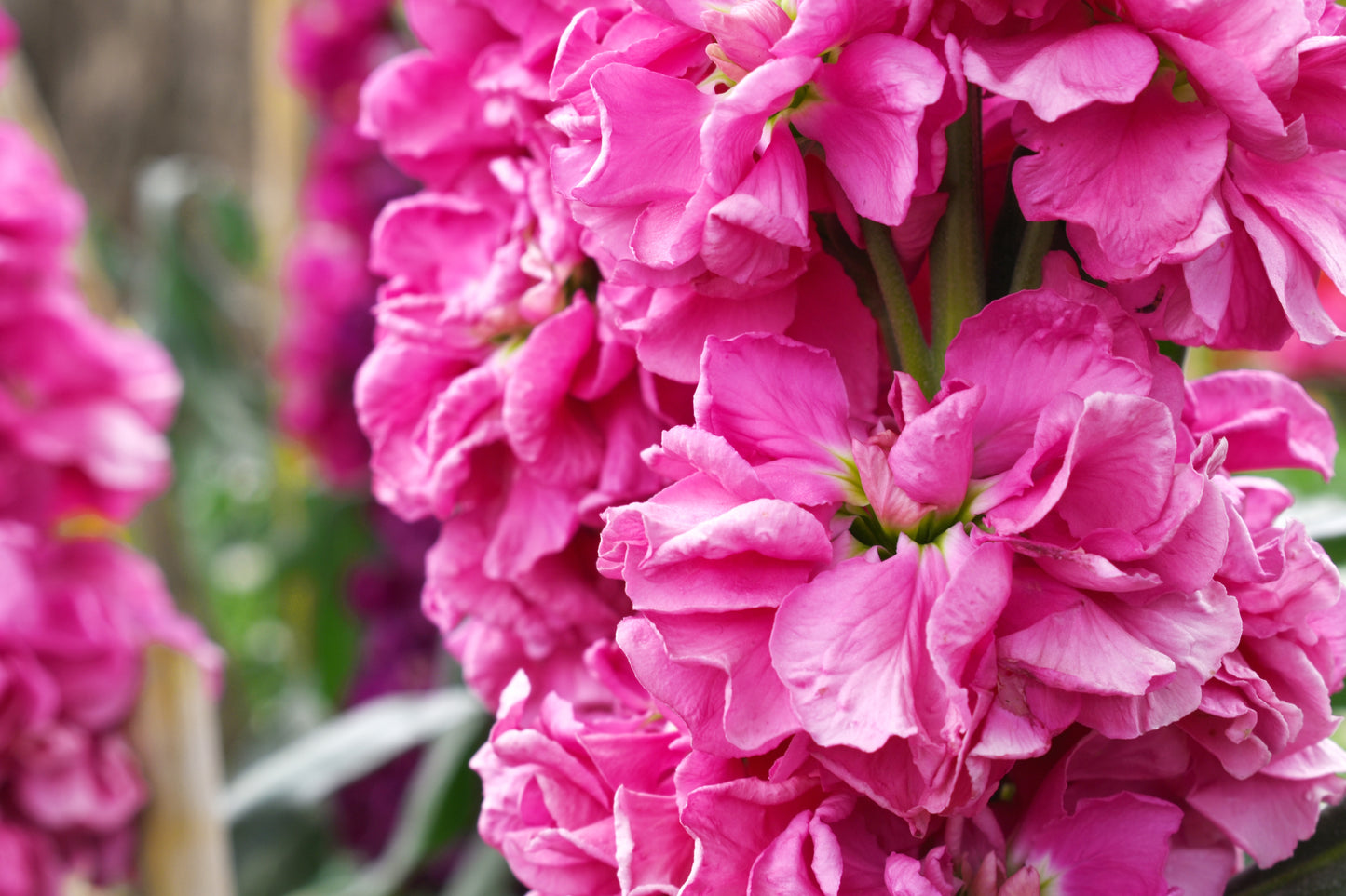 50 Rose PINK STOCK Matthiola Incana Ten-Week Gillyflower Seeds