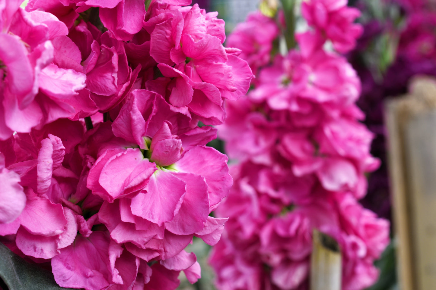 50 Rose PINK STOCK Matthiola Incana Ten-Week Gillyflower Seeds