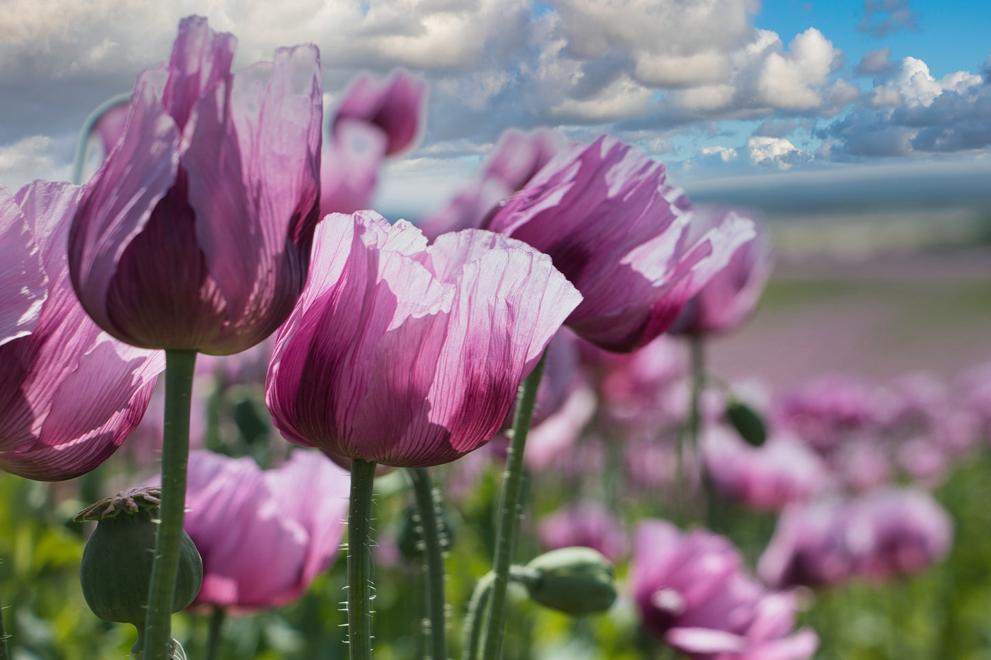 1000 SINGLE LILAC POPPY Papaver Somniferum Purple Heirloom Flower Seeds