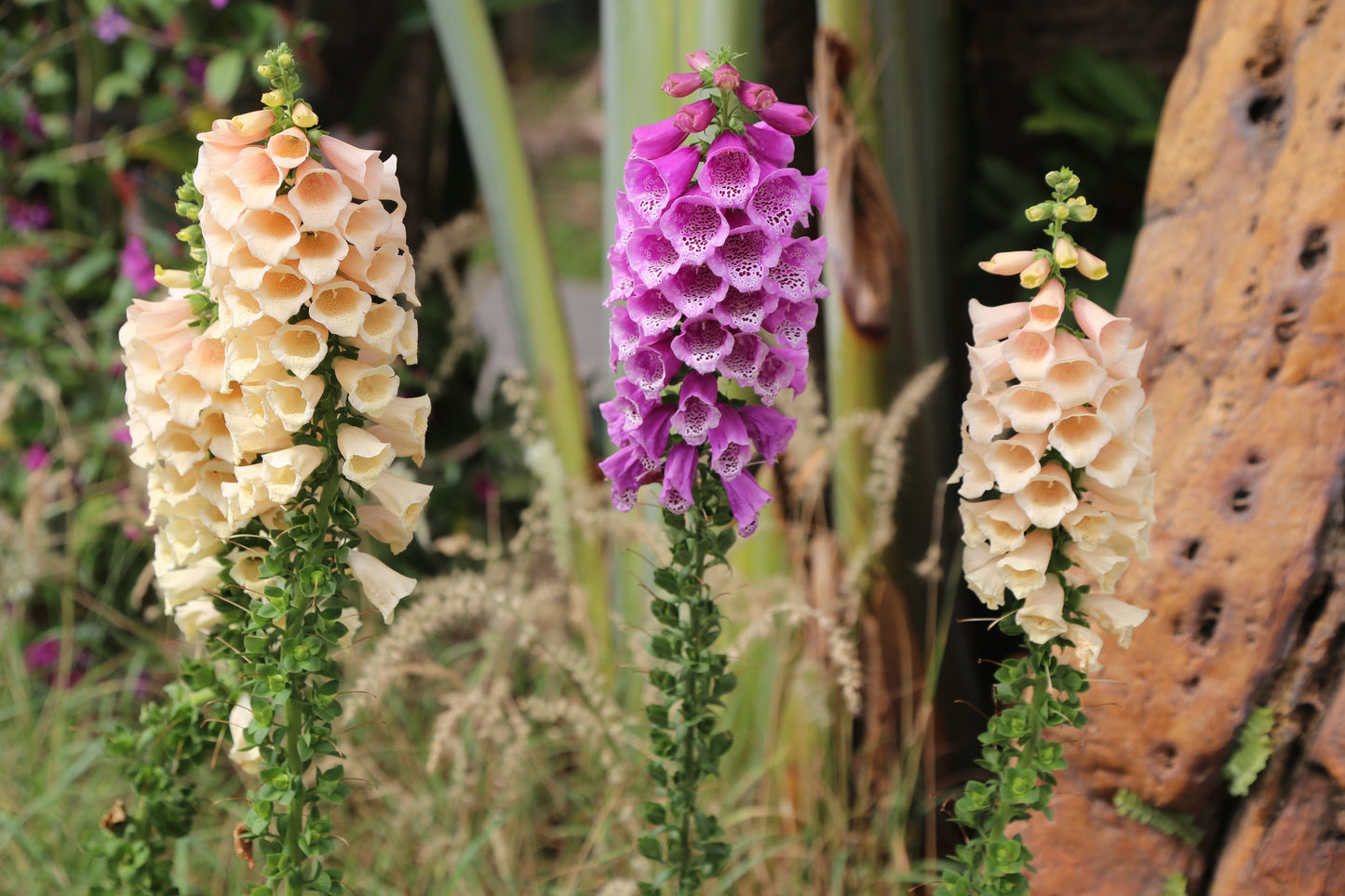 1000 Seeds MIXED FOXGLOVE Digitalis Purpurea Flower Seeds