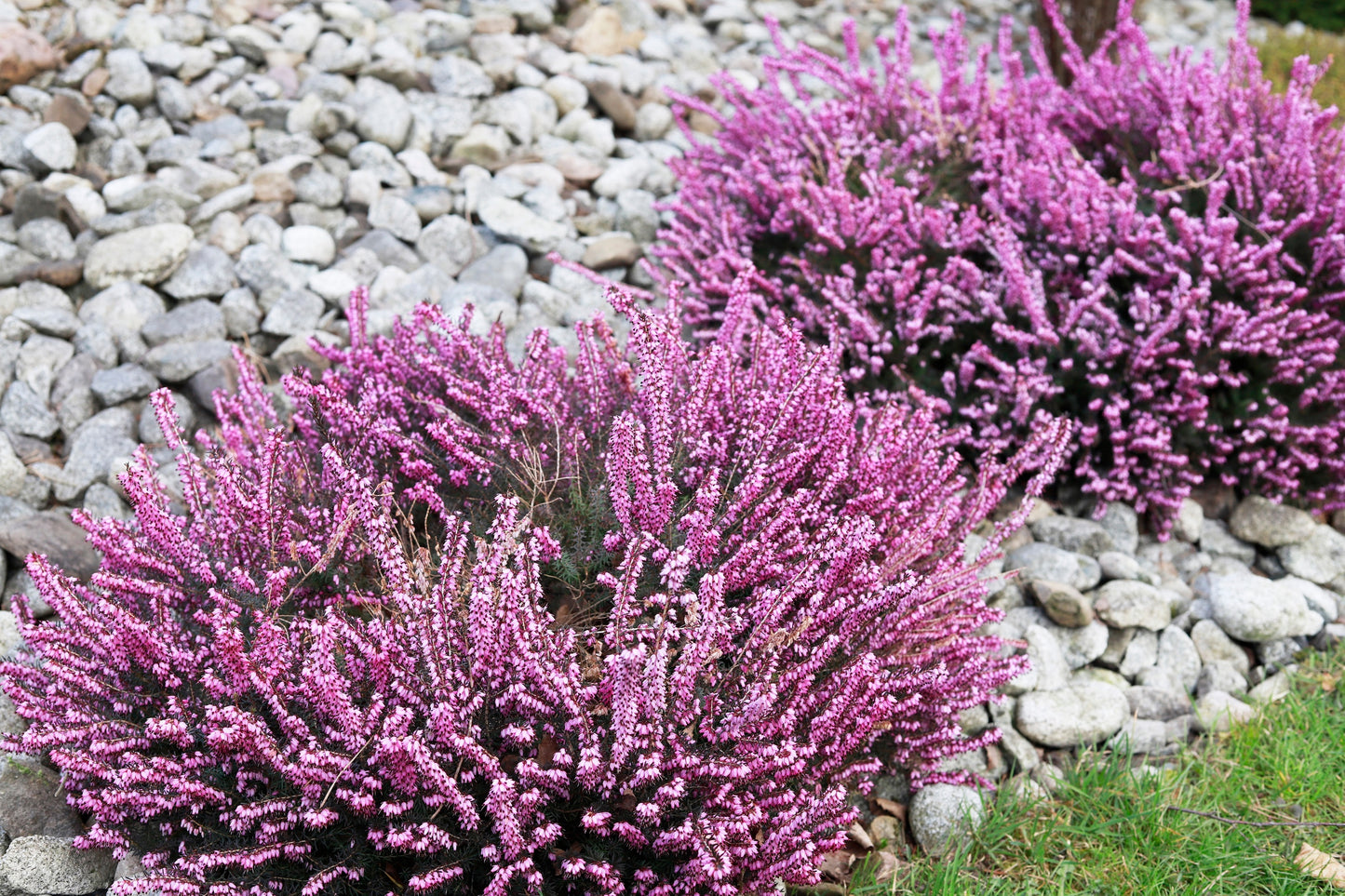 100 Scotch TRUE HEATHER Shrub Scot's Purple Pink Flower Calluna Vulgaris Seeds