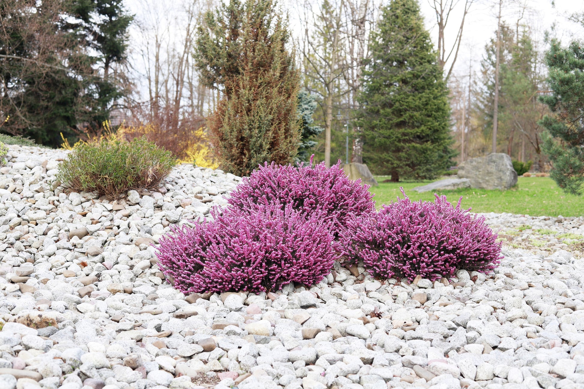 dracaena heather 100 Scotch TRUE HEATHER Shrub Scot's Purple Pink Flower Calluna Vulgar – Seedville USA
