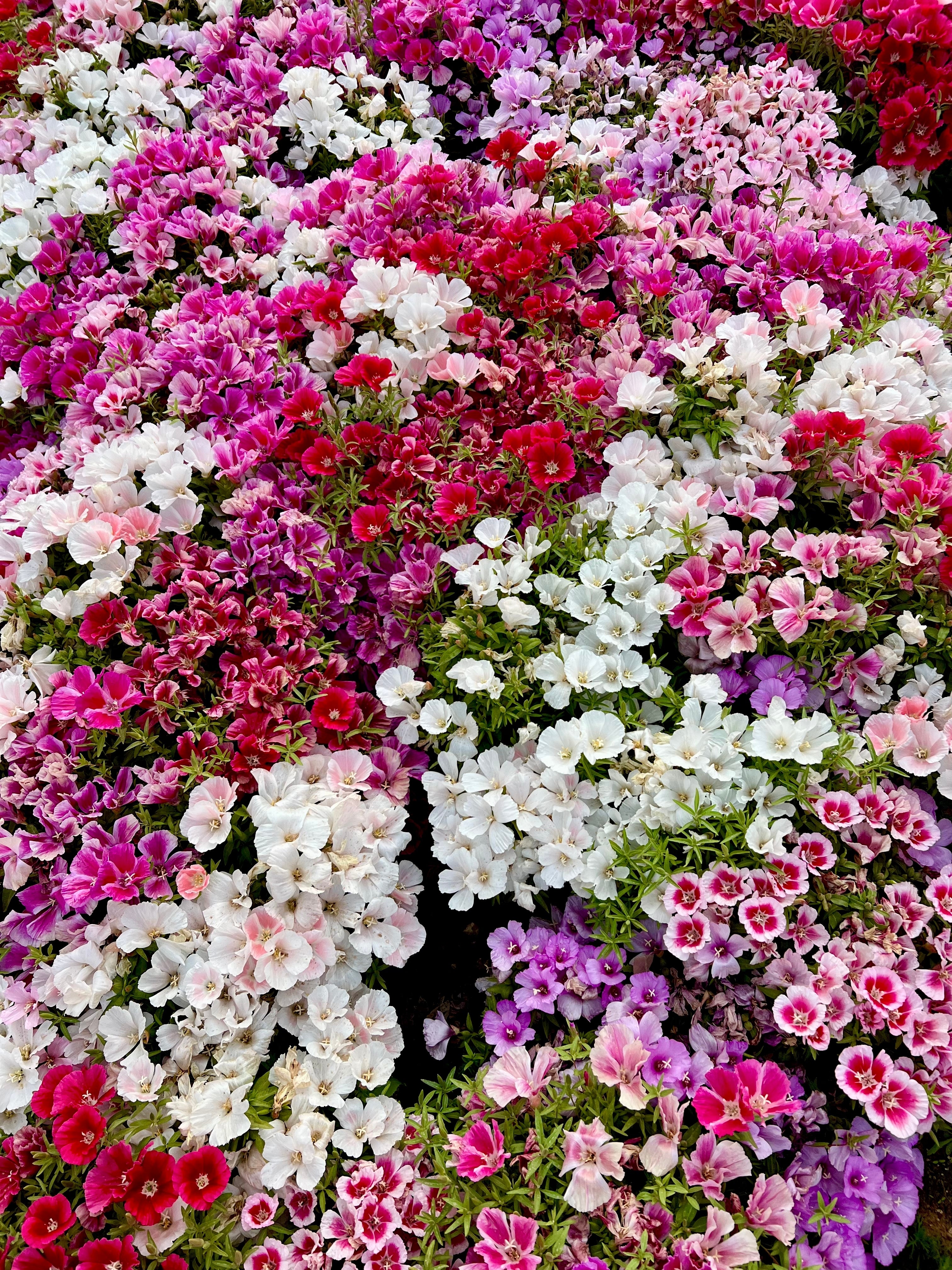 Seedville Godetia Clarkia Amoena Flower Seeds - Thumbnail 3