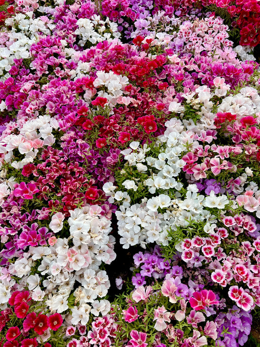 500 MIXED COLORS GODETIA Clarkia Amoena Flower Seeds