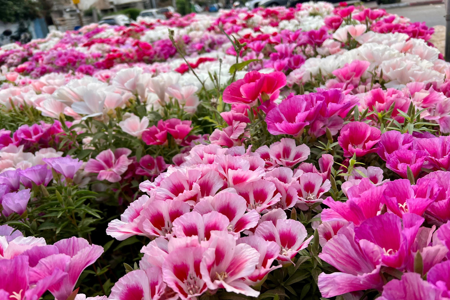 500 MIXED COLORS GODETIA Clarkia Amoena Flower Seeds
