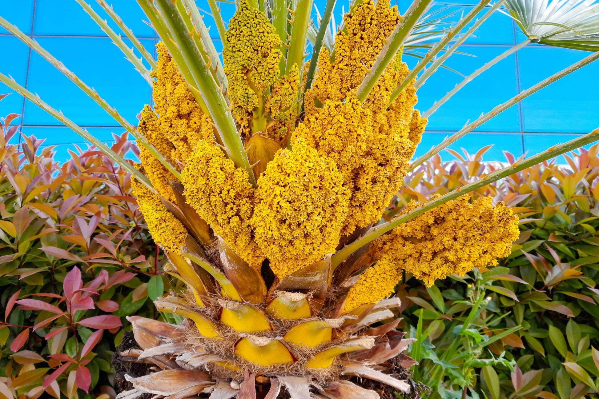palm plant with yellow flowers 5 MEDITERRANEAN FAN PALM European Dwarf Tree Shrub Chamaerops Humilis Seeds
