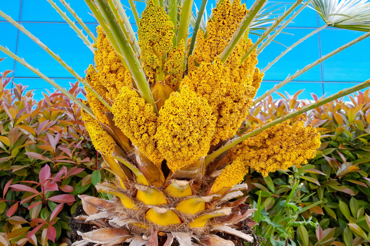 5 MEDITERRANEAN FAN PALM European Dwarf Tree Shrub Chamaerops Humilis Seeds