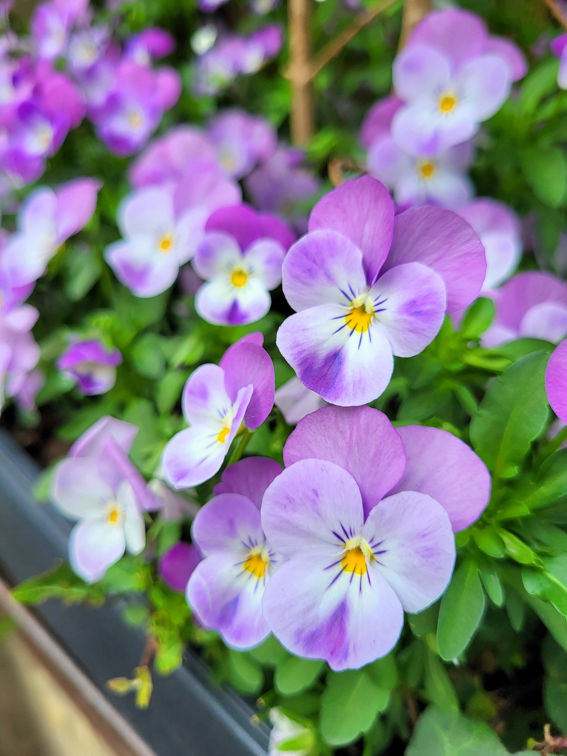 violet flower seeds for sale 50 Light JOHNNY JUMP UP Viola Tricolor Violet Flower Seeds