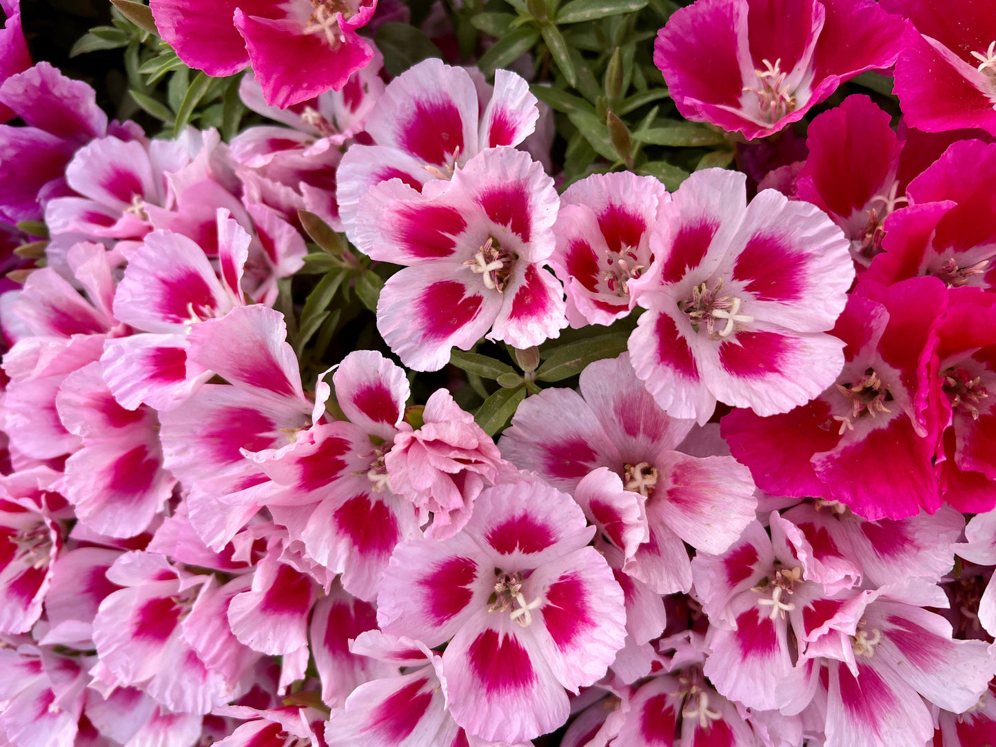 500 DOUBLE DEUCES GODETIA Grandiflora Clarkia Amoena Mixed Colors & Bicolor Flower Seeds