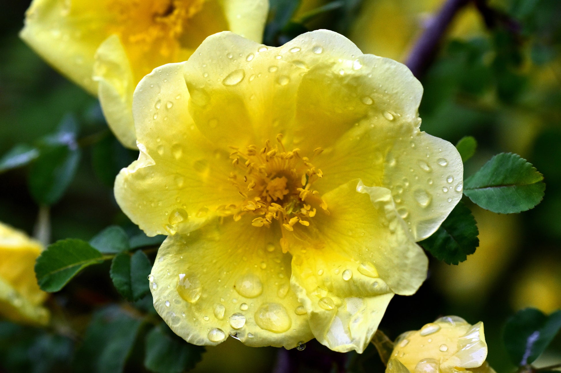 golden rose seed locations 10 Golden Yellow FATHER HUGO ROSE Rosa Hugonis Flower Bush Shrub Seeds – Seedville USA
