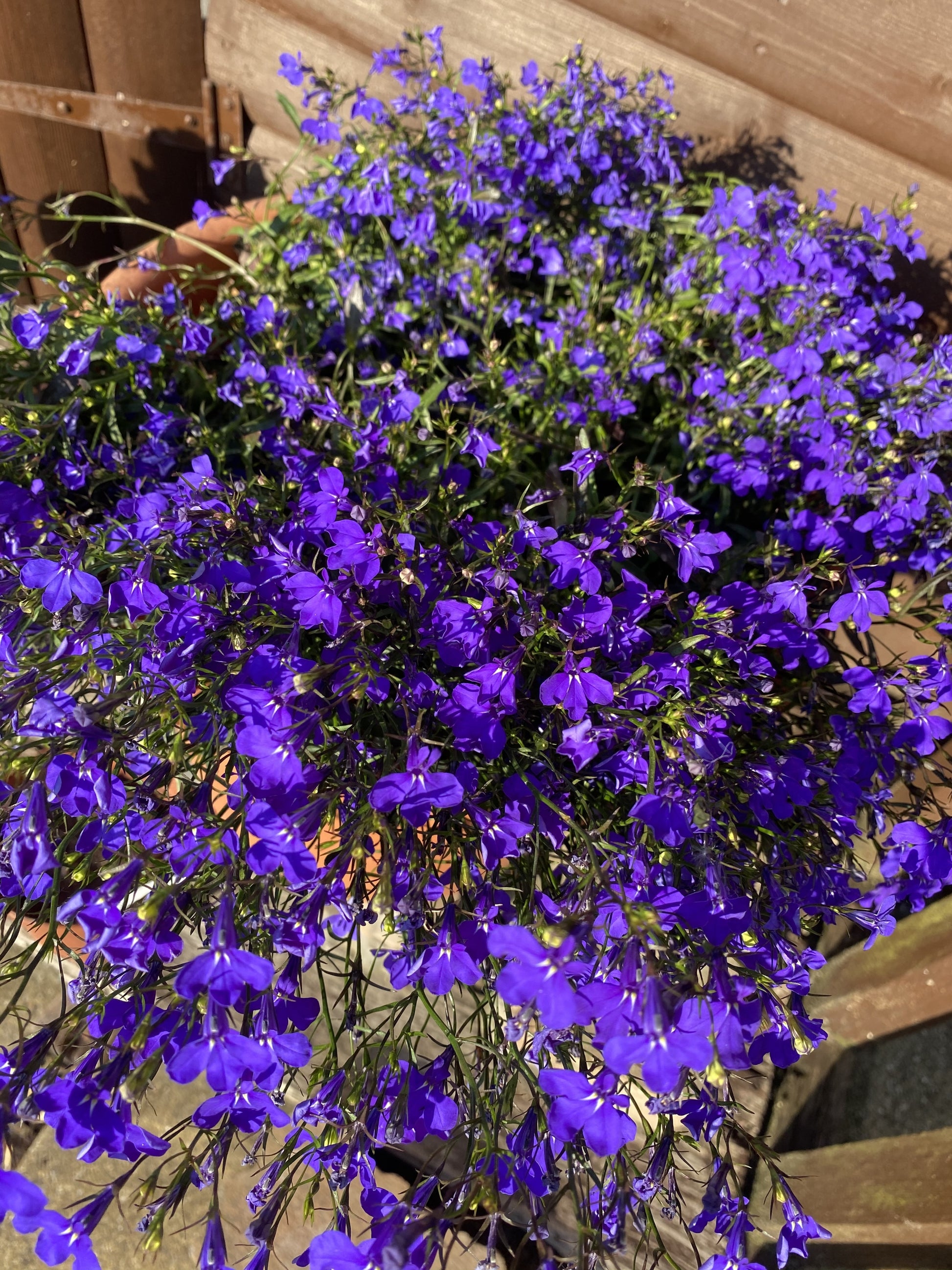 200 CRYSTAL PALACE LOBELIA Regatta Purple Blue Lobelia Erinus Flower S –  Seedville USA