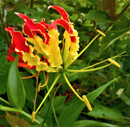 10 RED GLORIOSA LILY Flame Lily Gloriosa  Superba Red & Yellow Flower Vine Seeds